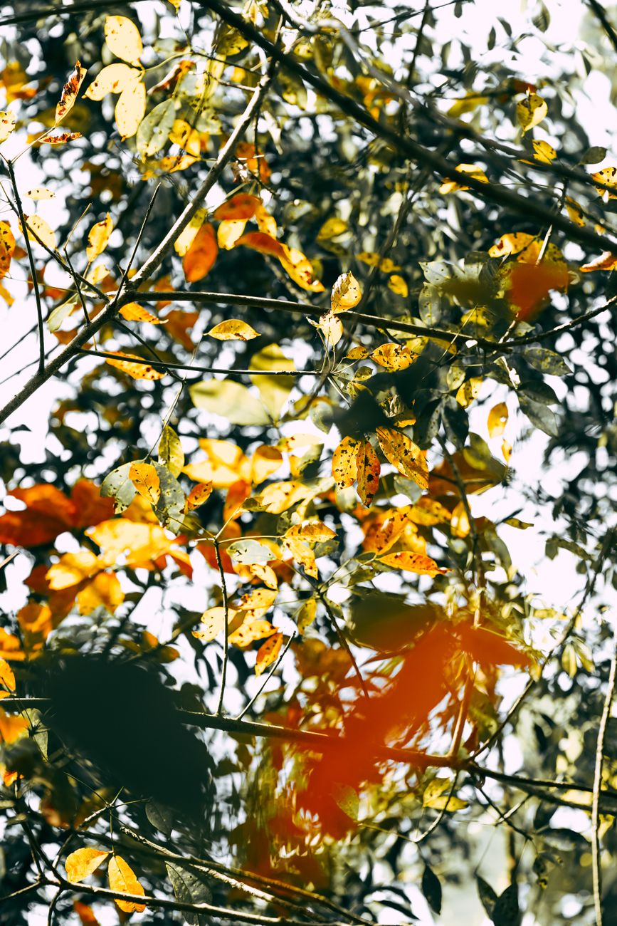 The End of Summer and Setting Intentions for a New Fall