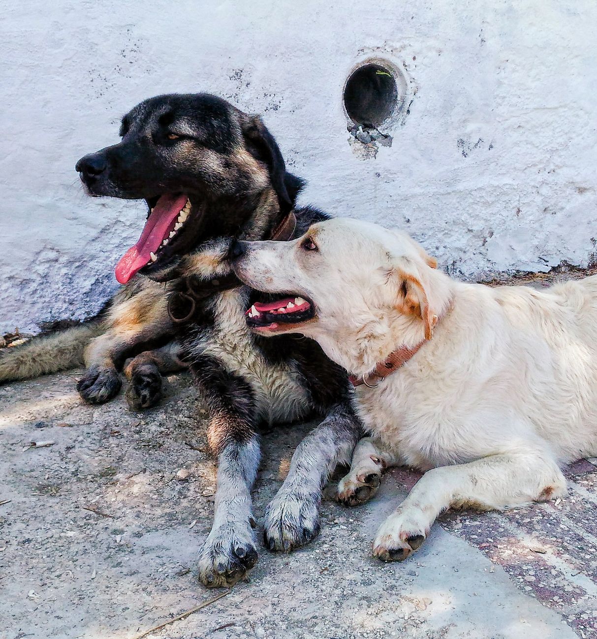 Grieving a Pet: Real Loss That Deserves Real Support